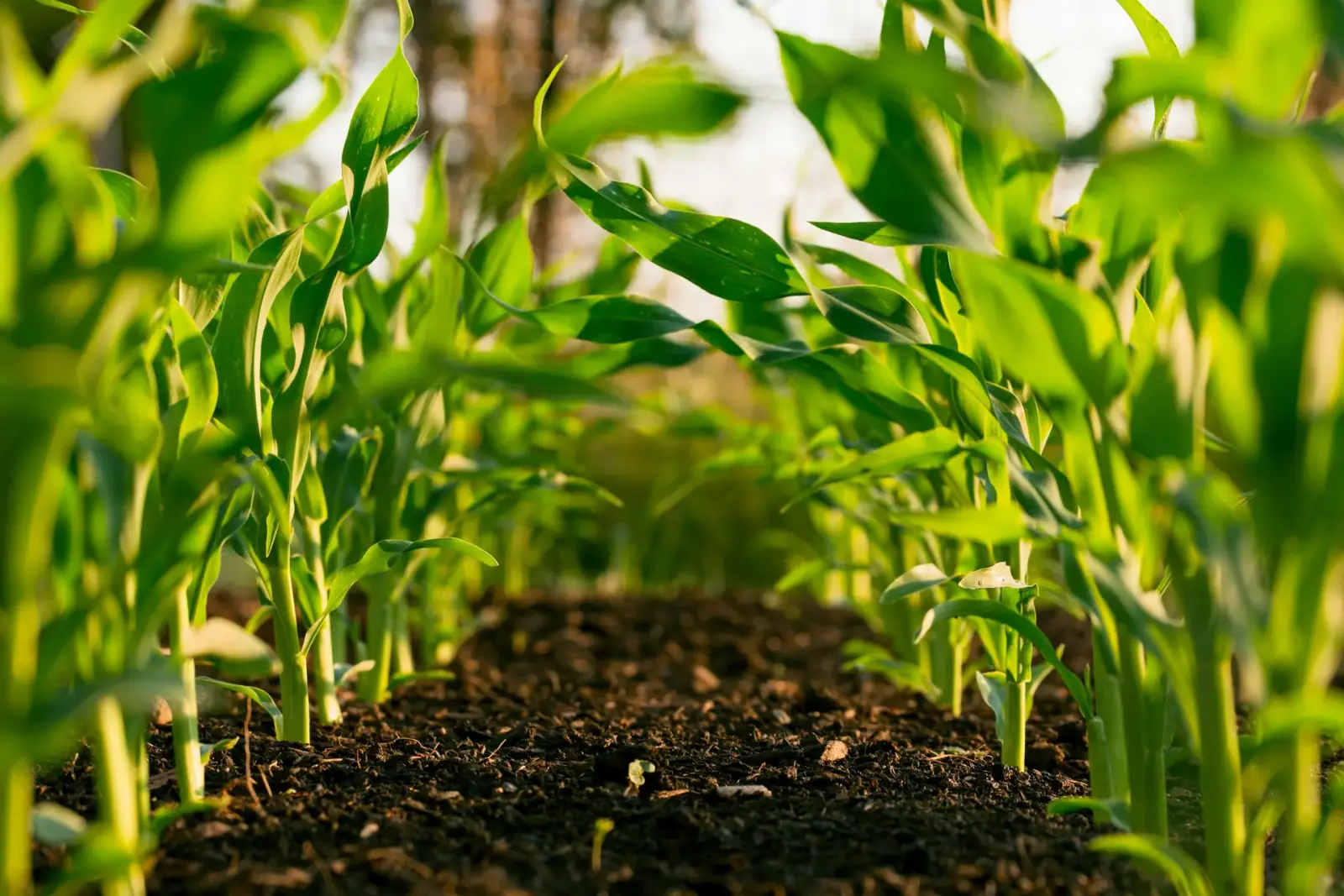Crop Farming Software Development Services — Crop farming and field imagery