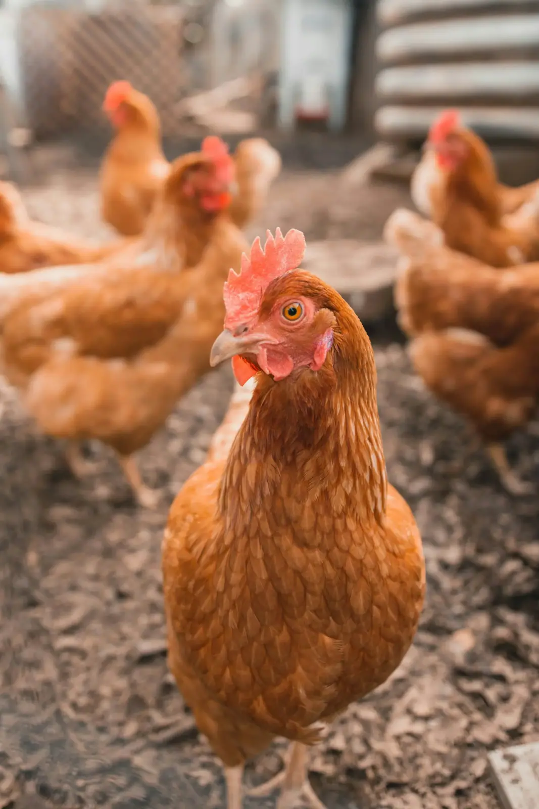 Livestock Software Development Services — Livestock and pasture imagery